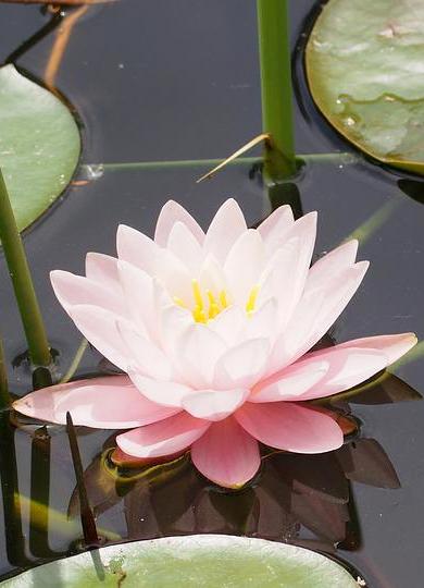 Chakra Cursus Lotus in water lengte foto