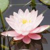 Chakra-Cursus-Lotus-in-water-lengte-foto